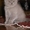 Классные шотландские вислоухие котята от элитных родителей (не питомник). - <ro>Изображение</ro><ru>Изображение</ru> #1, <ru>Объявление</ru> #38933