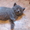 Шотландских и британских котят - <ro>Изображение</ro><ru>Изображение</ru> #3, <ru>Объявление</ru> #54889