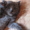 Шотландских и британских котят - <ro>Изображение</ro><ru>Изображение</ru> #1, <ru>Объявление</ru> #54889
