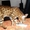 Бенгальские котята - частичка джунглей у вас дома! - <ro>Изображение</ro><ru>Изображение</ru> #1, <ru>Объявление</ru> #60148