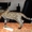 Бенгальские котята - частичка джунглей у вас дома! - <ro>Изображение</ro><ru>Изображение</ru> #2, <ru>Объявление</ru> #60148