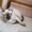 Котята доннского сфинкса #51344