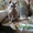 Котята доннского сфинкса - <ro>Изображение</ro><ru>Изображение</ru> #3, <ru>Объявление</ru> #51344