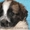 Продам щенка сенбернара и московской сторожевой - <ro>Изображение</ro><ru>Изображение</ru> #4, <ru>Объявление</ru> #63989
