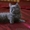 Шотландских очаровательных котят #55849