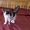 Шотландских очаровательных котят - <ro>Изображение</ro><ru>Изображение</ru> #2, <ru>Объявление</ru> #55849