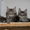 Котята  Мейн кун (Maine coon)  из чешского питомника - <ro>Изображение</ro><ru>Изображение</ru> #1, <ru>Объявление</ru> #62517