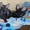 Эксклюзивные котята донского сфинкса - <ro>Изображение</ro><ru>Изображение</ru> #1, <ru>Объявление</ru> #69376