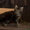 Котята  Мейн кун (Maine coon)  из чешского питомника #62517