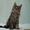 Котята  Мейн кун (Maine coon)  из чешского питомника - <ro>Изображение</ro><ru>Изображение</ru> #2, <ru>Объявление</ru> #62517