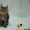 Котята  Мейн кун (Maine coon)  из чешского питомника - <ro>Изображение</ro><ru>Изображение</ru> #3, <ru>Объявление</ru> #62517