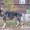 щенки восточно-европейской овчарки,  ВЕО #84652