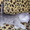 продаю шотландских котяточек - <ro>Изображение</ro><ru>Изображение</ru> #1, <ru>Объявление</ru> #81294
