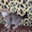 продаю шотландских котяточек - <ro>Изображение</ro><ru>Изображение</ru> #2, <ru>Объявление</ru> #81294