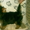 продажа щенков йоркширскоготериера - <ro>Изображение</ro><ru>Изображение</ru> #2, <ru>Объявление</ru> #120003