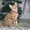 Бенальские котята (лучший подарок к Новому году)........ #129281