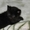 Продам смешанного британского котеночка - <ro>Изображение</ro><ru>Изображение</ru> #1, <ru>Объявление</ru> #121490