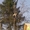 Спил деревьев в Харькове - <ro>Изображение</ro><ru>Изображение</ru> #1, <ru>Объявление</ru> #150486