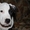 Продается очаровательный щенок стаффорда,  недорого #137830