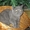 ЭКЗОТЫ экзотические короткошерстные персы котята - <ro>Изображение</ro><ru>Изображение</ru> #1, <ru>Объявление</ru> #14316