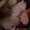 Продам щенков Американского Стаффордширского терьера.   - <ro>Изображение</ro><ru>Изображение</ru> #3, <ru>Объявление</ru> #153136