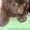 Щенков ньюфаундленда редкого коричневого окраса #158290