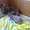 Чистокровные британские котята - <ro>Изображение</ro><ru>Изображение</ru> #1, <ru>Объявление</ru> #204110