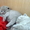 Чистокровные британские котята - <ro>Изображение</ro><ru>Изображение</ru> #2, <ru>Объявление</ru> #204110