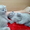 Чистокровные британские котята - <ro>Изображение</ro><ru>Изображение</ru> #3, <ru>Объявление</ru> #204110