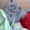 Чистокровные британские котята - <ro>Изображение</ro><ru>Изображение</ru> #4, <ru>Объявление</ru> #204110