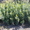 Продам декоративные растения - <ro>Изображение</ro><ru>Изображение</ru> #3, <ru>Объявление</ru> #193302