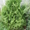 Продам декоративные растения - <ro>Изображение</ro><ru>Изображение</ru> #5, <ru>Объявление</ru> #193302