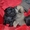 Продам щенков Мопса с Родословной - <ro>Изображение</ro><ru>Изображение</ru> #2, <ru>Объявление</ru> #236863
