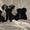 Продам щенков Мопса с Родословной - <ro>Изображение</ro><ru>Изображение</ru> #3, <ru>Объявление</ru> #236863