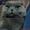 Вислоухие котята экзотических окрасок - <ro>Изображение</ro><ru>Изображение</ru> #1, <ru>Объявление</ru> #278448