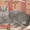 Продам британского котёнка!!!! - <ro>Изображение</ro><ru>Изображение</ru> #1, <ru>Объявление</ru> #279754