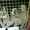 щенки алабая(туркменский волкодав) - <ro>Изображение</ro><ru>Изображение</ru> #3, <ru>Объявление</ru> #278749
