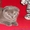 шотландский вислоухий  котенок девочка и мальчик. - <ro>Изображение</ro><ru>Изображение</ru> #3, <ru>Объявление</ru> #289649