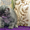 Предлогаю котят экзотической короткошерстной породы - <ro>Изображение</ro><ru>Изображение</ru> #3, <ru>Объявление</ru> #244638