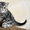 Предлогаю котят экзотической короткошерстной породы - <ro>Изображение</ro><ru>Изображение</ru> #4, <ru>Объявление</ru> #244638