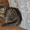 Предлогаю котят экзотической короткошерстной породы - <ro>Изображение</ro><ru>Изображение</ru> #5, <ru>Объявление</ru> #244638