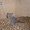плюшевые игрушки - британские котята - <ro>Изображение</ro><ru>Изображение</ru> #2, <ru>Объявление</ru> #299553