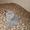 плюшевые игрушки - британские котята - <ro>Изображение</ro><ru>Изображение</ru> #4, <ru>Объявление</ru> #299553
