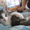 Подарю домашнего котёнка - <ro>Изображение</ro><ru>Изображение</ru> #1, <ru>Объявление</ru> #319161