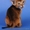 Абиссинский котенок #335550