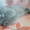 Продаются котята британцы 1,5 месяца - <ro>Изображение</ro><ru>Изображение</ru> #3, <ru>Объявление</ru> #313949