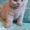 Продаются котята британцы 1,5 месяца - <ro>Изображение</ro><ru>Изображение</ru> #9, <ru>Объявление</ru> #313949