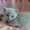 Продаются котята британцы 1,5 месяца - <ro>Изображение</ro><ru>Изображение</ru> #5, <ru>Объявление</ru> #313949