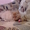 Продается персидский котенок (девочка)  - <ro>Изображение</ro><ru>Изображение</ru> #1, <ru>Объявление</ru> #352238