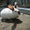 Продам кролей Новозеландца и Килифорнийского #346610